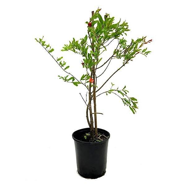 Pomegranate Tree, Punica Granatum – image 6