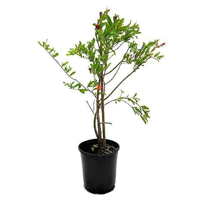 Pomegranate Tree, Punica Granatum – image 6