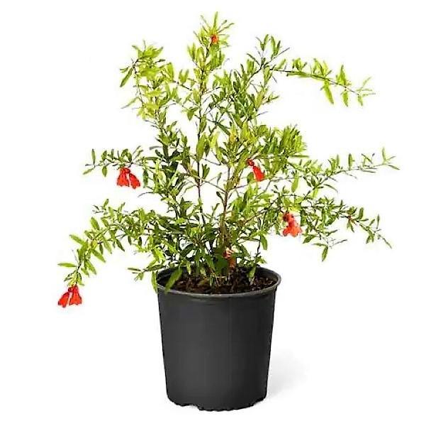 Pomegranate Tree, Punica Granatum – image 5