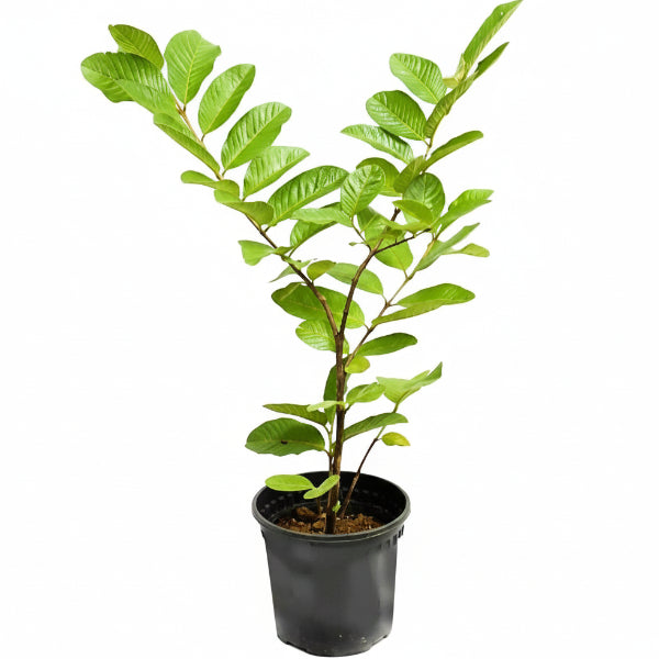Guava Tree, Psidium Guajava – image 5