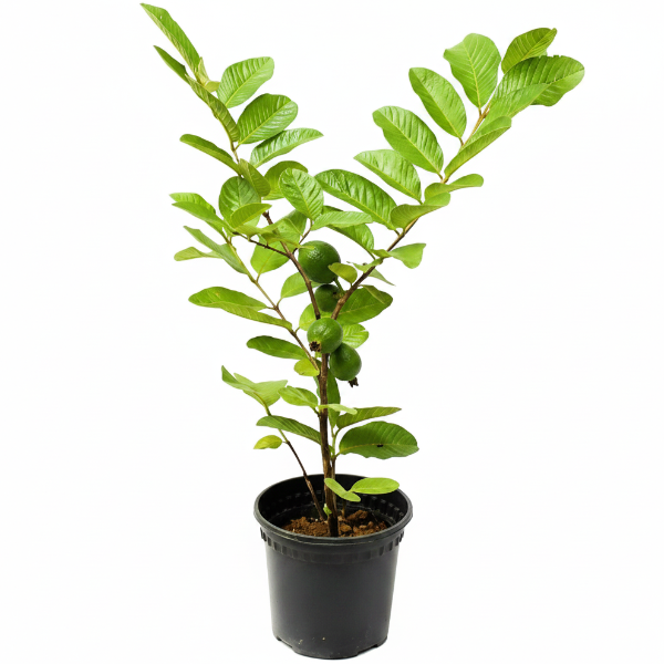 Guava Tree, Psidium Guajava – image 2