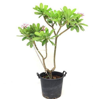 Plumeria Obtusa, Frangipani, The Temple Tree – image 1