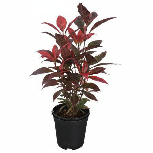 Eranthemum Atropurpureum, Purple False Eranthemum – image 1