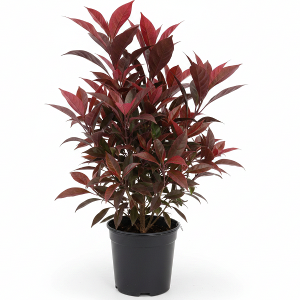 Eranthemum Atropurpureum, Purple False Eranthemum – image 3