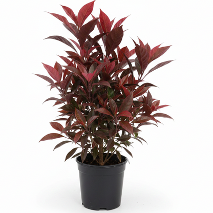 Eranthemum Atropurpureum, Purple False Eranthemum – image 3