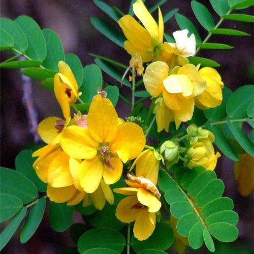 Cassia Bicapsularis, Butterfly bush – image 2