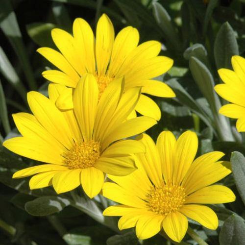 Gazania Uniflora, Treasure Flower (small) – image 4