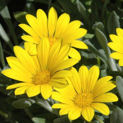 Gazania Uniflora, Treasure Flower (small) – image 4