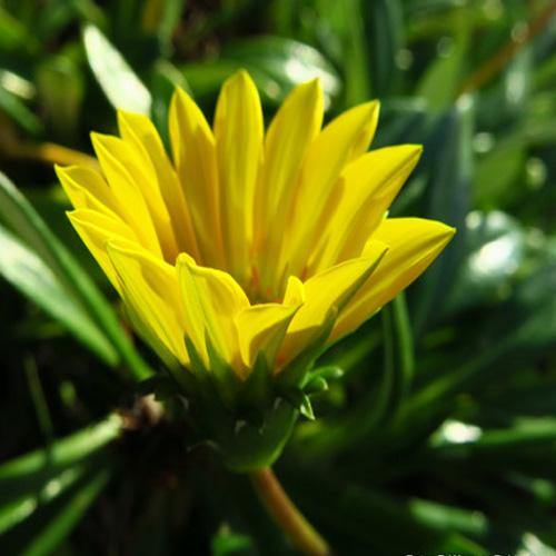 Gazania Uniflora, Treasure Flower (small) – image 5