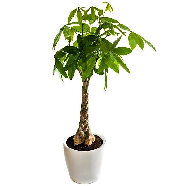 Pachira Aquatica, Money Tree (Twisted Trunk) – image 8