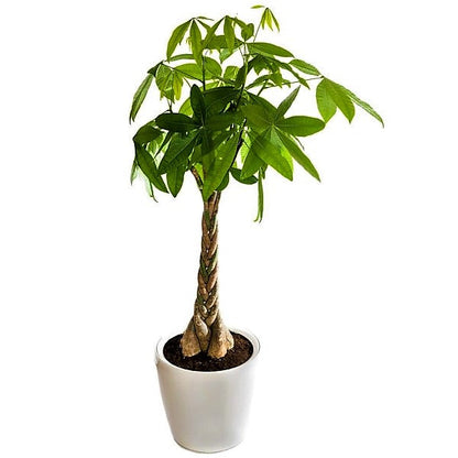 Pachira Aquatica, Money Tree (Twisted Trunk) – image 8