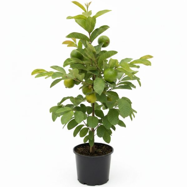 Guava Tree, Psidium Guajava – image 1