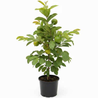Guava Tree, Psidium Guajava – image 1