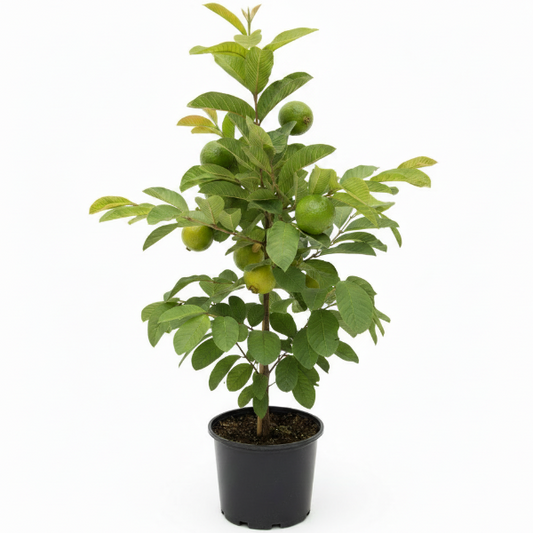 Guava Tree, Psidium Guajava – image 1