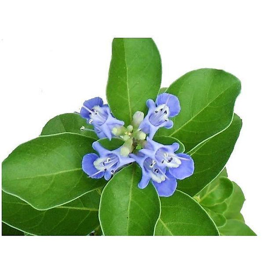 Vitex Rotundifolia, Beach Vitex – image 1
