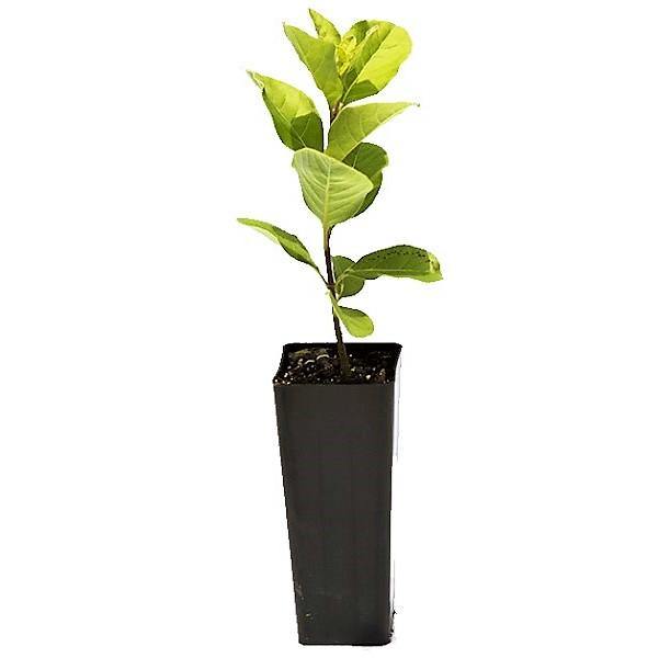 Vitex Rotundifolia, Beach Vitex – image 5