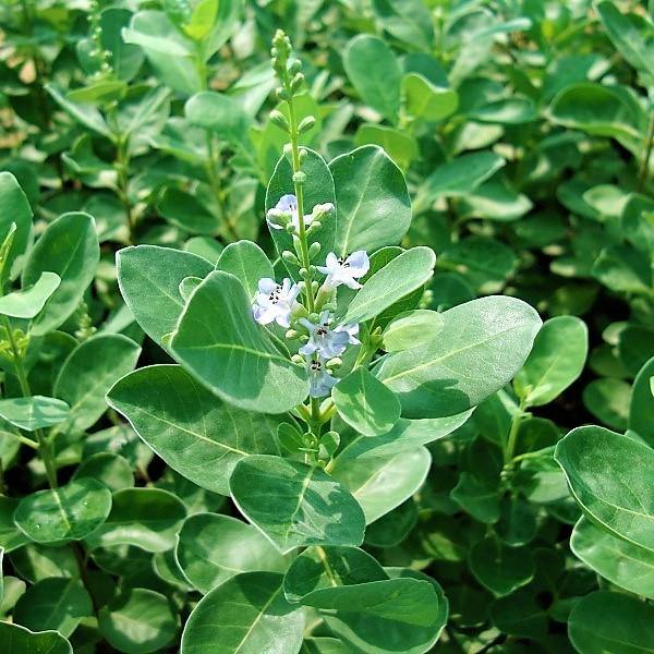 Vitex Rotundifolia, Beach Vitex – image 2