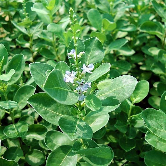Vitex Rotundifolia, Beach Vitex – image 2