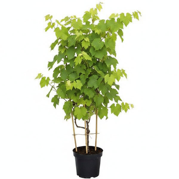 Grapes Vine, Vitis Vinifera – image 5