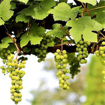 Grapes Vine, Vitis Vinifera – image 4