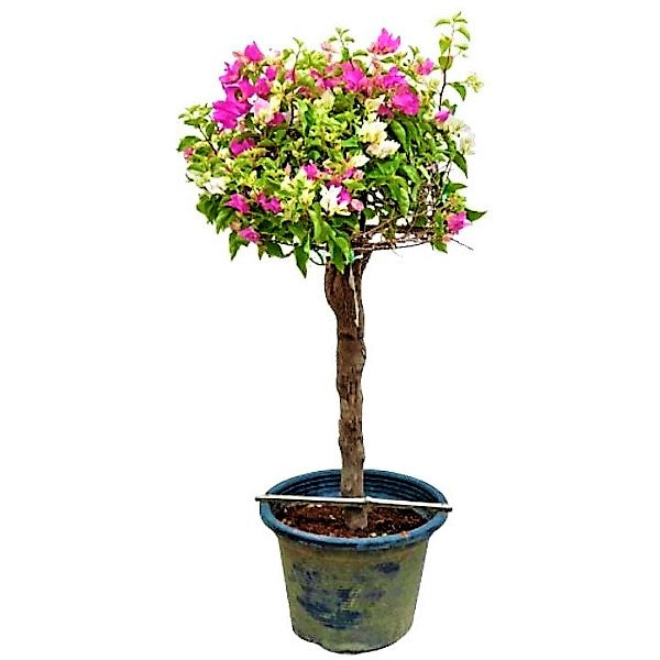Bougainvillea Multicolor Specimen Single Head – image 3