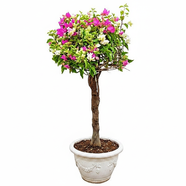 Bougainvillea Multicolor Specimen Single Head – image 8