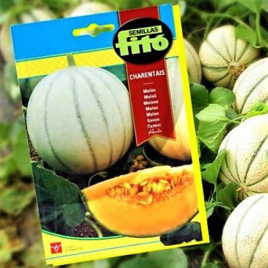 Melon Charentais Seeds – image 2