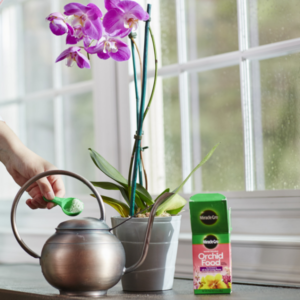 Miracle-Gro Orchid Food – image 2