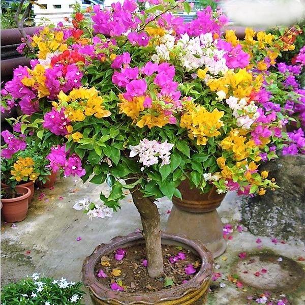 Bougainvillea Multicolor Specimen Single Head – image 5