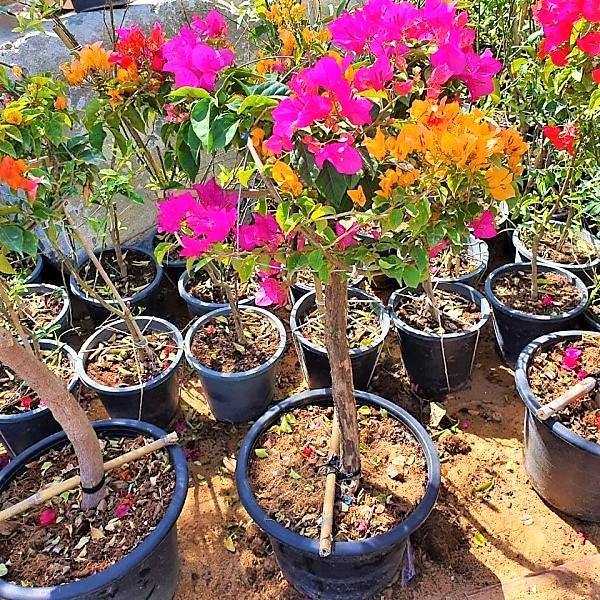 Bougainvillea Multicolor Specimen Single Head – image 7