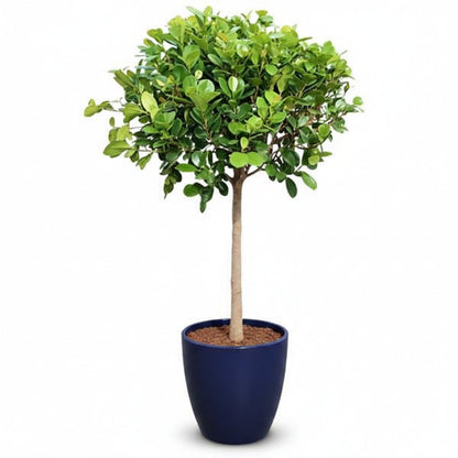 Ficus Diversifolia Single Head – image 1