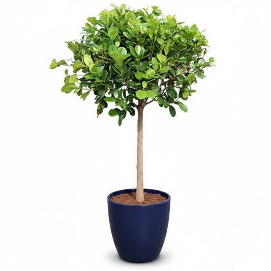 Ficus Diversifolia Single Head – image 1