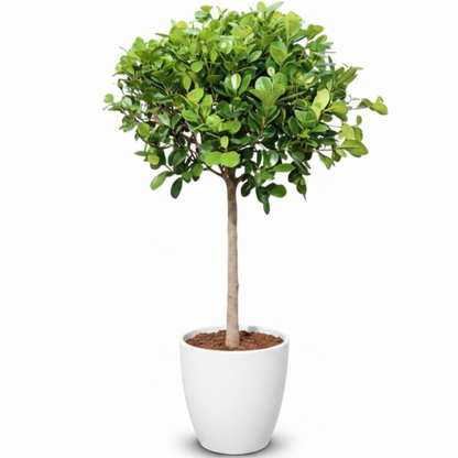 Ficus Diversifolia Single Head – image 3