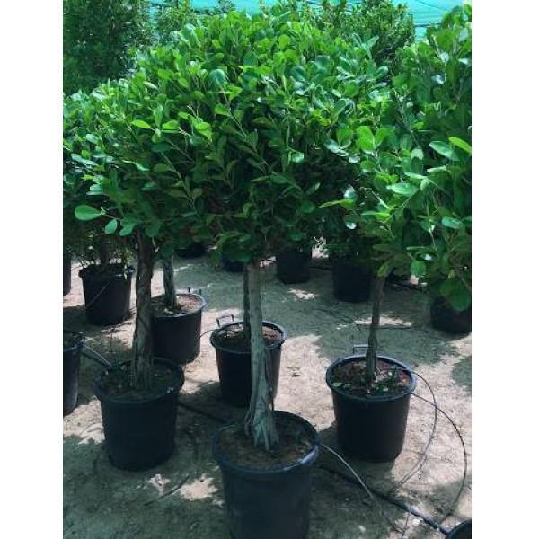 Ficus Diversifolia Single Head – image 4