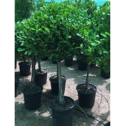 Ficus Diversifolia Single Head – image 4