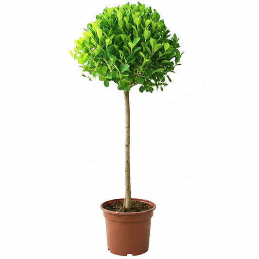Ficus Diversifolia Single Head – image 2