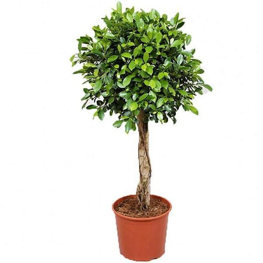 Ficus Diversifolia Rounded Big – image 2