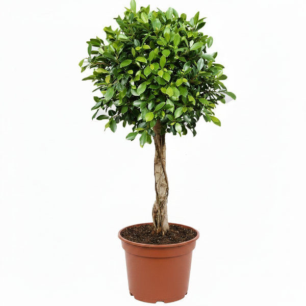 Ficus Diversifolia Rounded Big – image 1