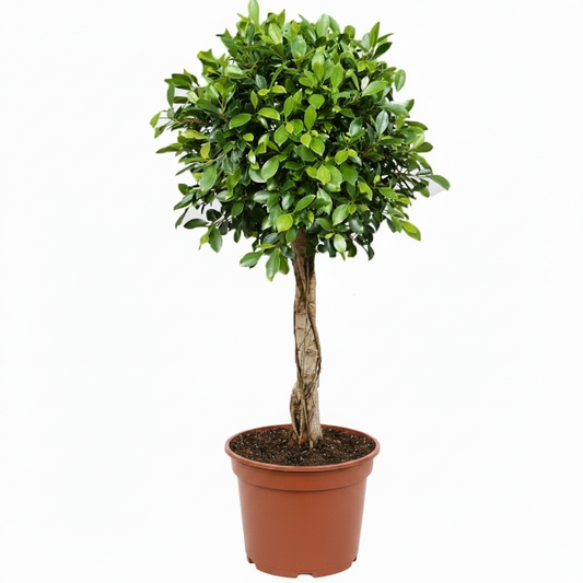 Ficus Diversifolia Rounded Big – image 1