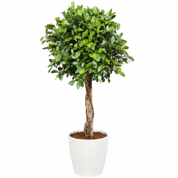 Ficus Diversifolia Rounded Big – image 4