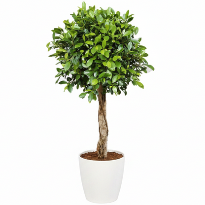 Ficus Diversifolia Rounded Big – image 4