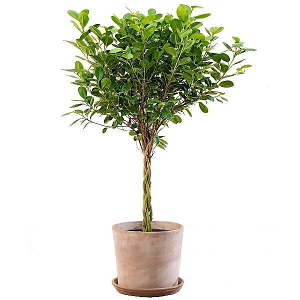 Ficus diversifolia twisted trunk topiary – image 1