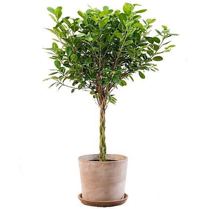 Ficus diversifolia twisted trunk topiary – image 1