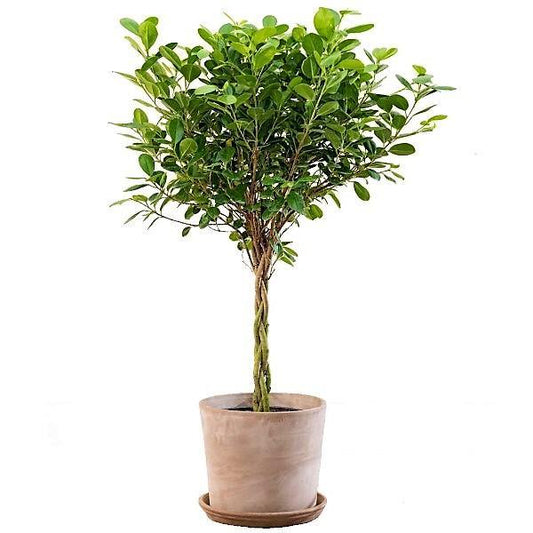 Ficus diversifolia twisted trunk topiary – image 1