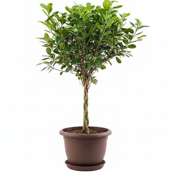 Ficus diversifolia twisted trunk topiary – image 3