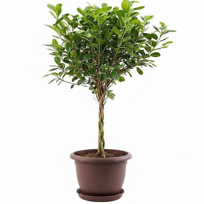 Ficus diversifolia twisted trunk topiary – image 3