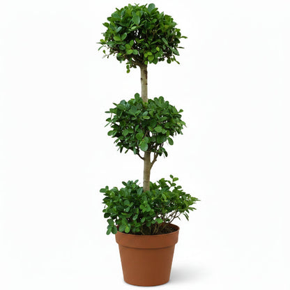 Ficus Diversifolia Three Heads – image 1