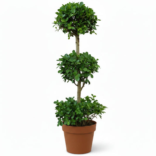Ficus Diversifolia Three Heads – image 1