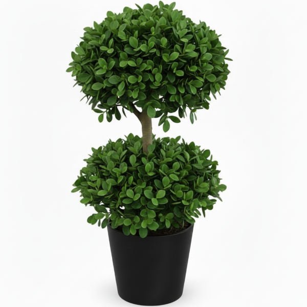 Ficus Diversifolia Two Heads – image 5