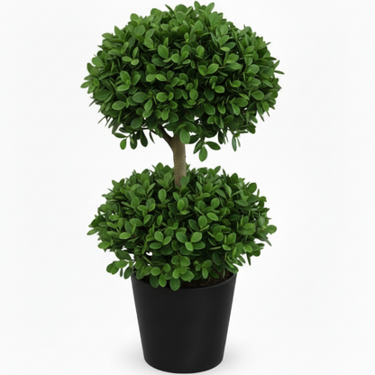Ficus Diversifolia Two Heads – image 5